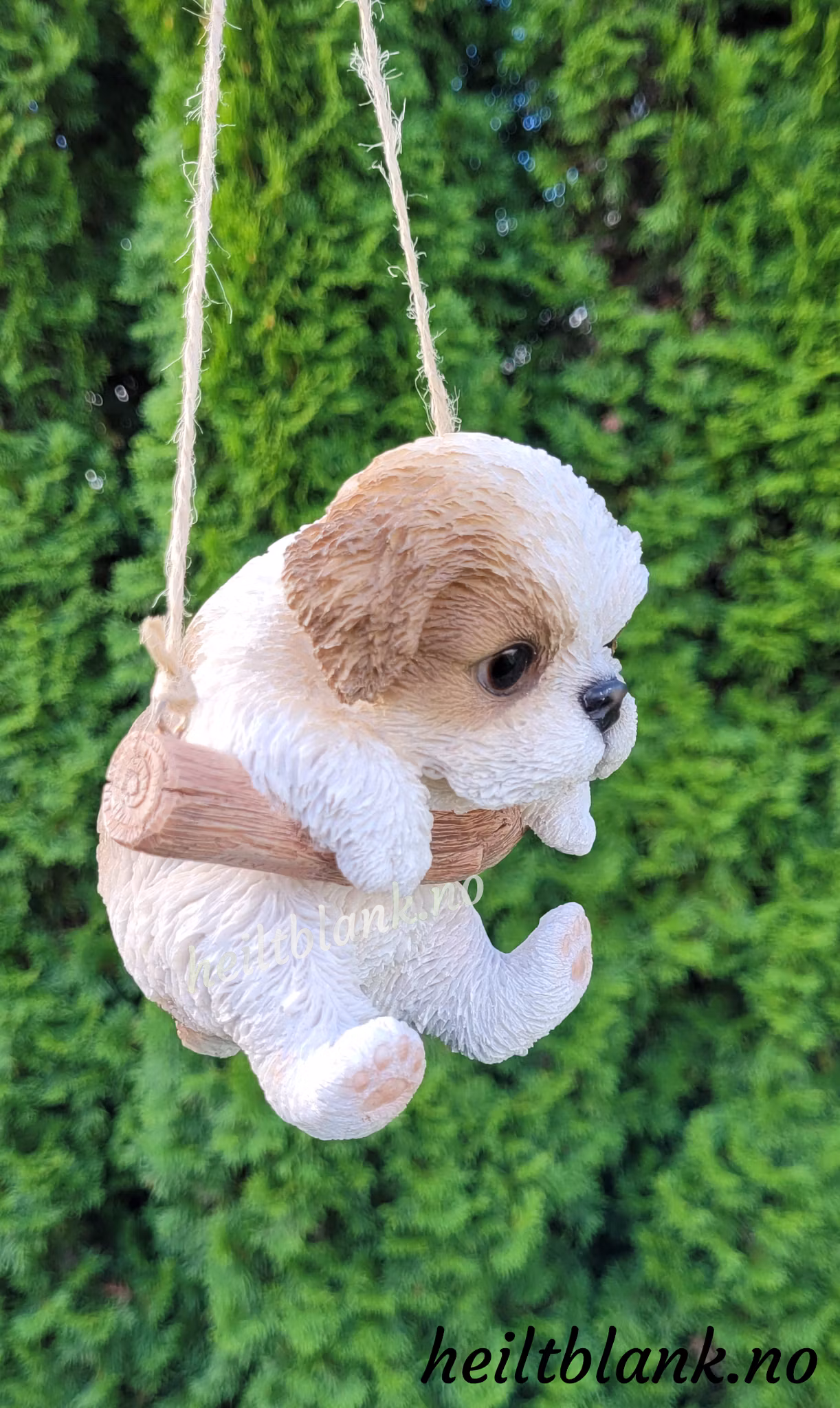 Shih tzu hengende på huske