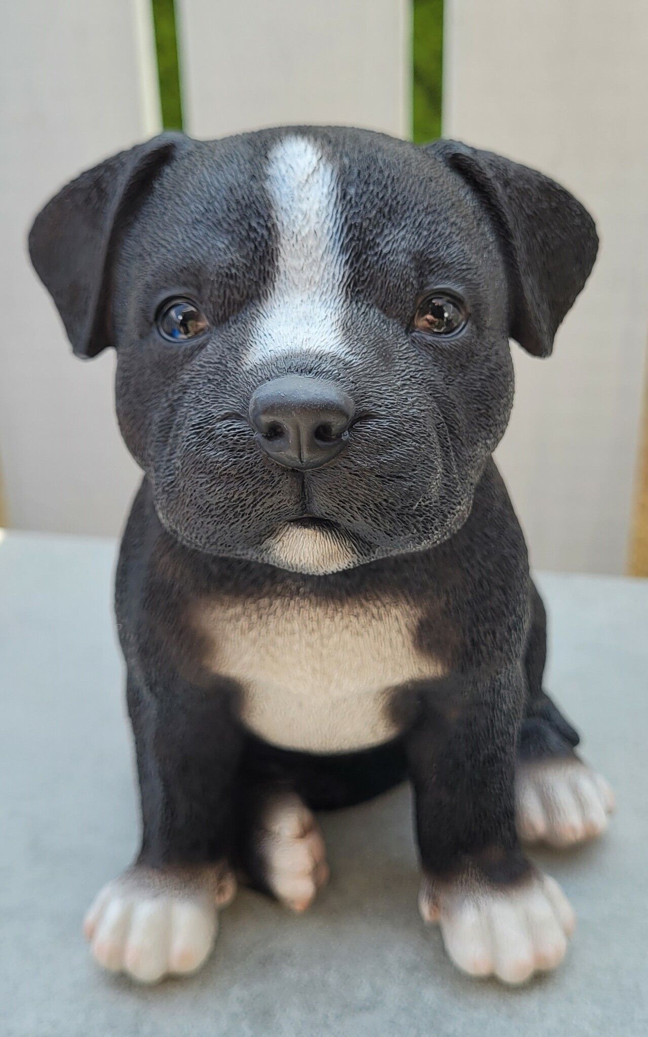 Staffordshire bull terrier valp
