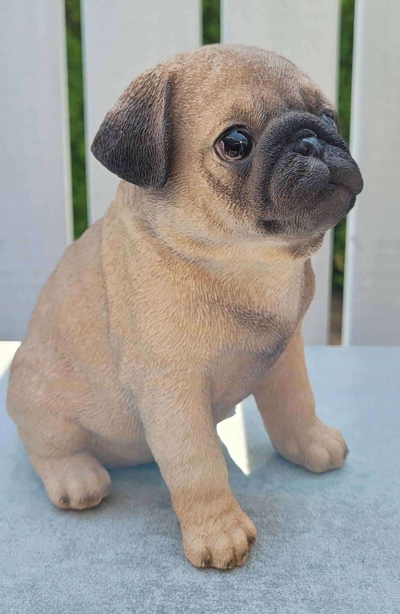 Mops valp