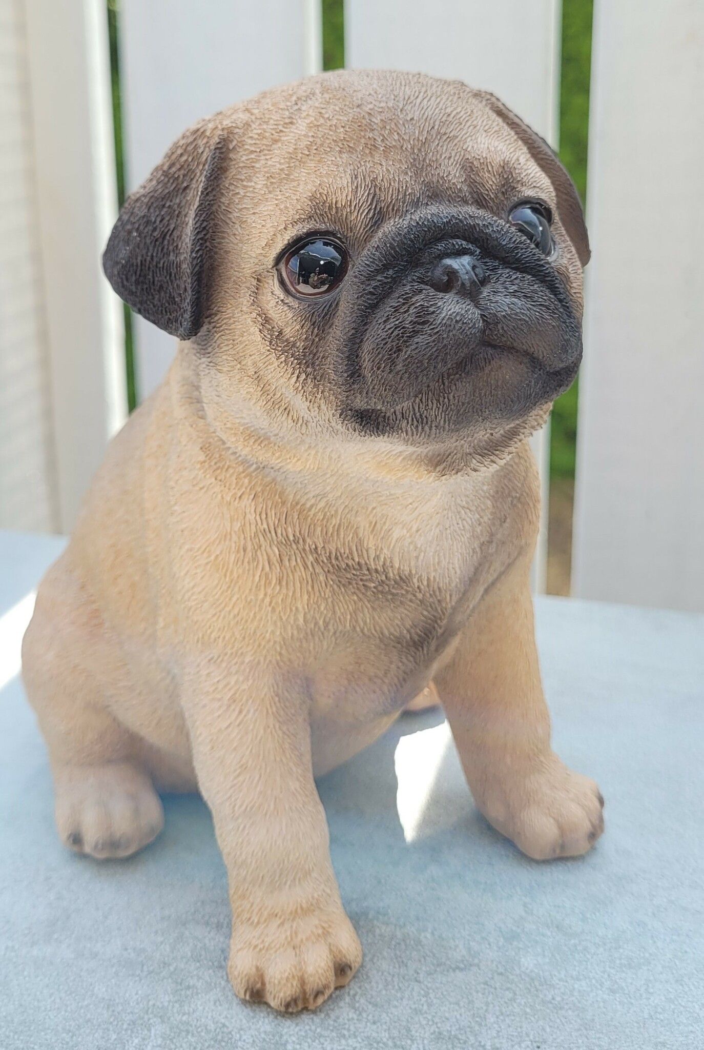 Mops valp
