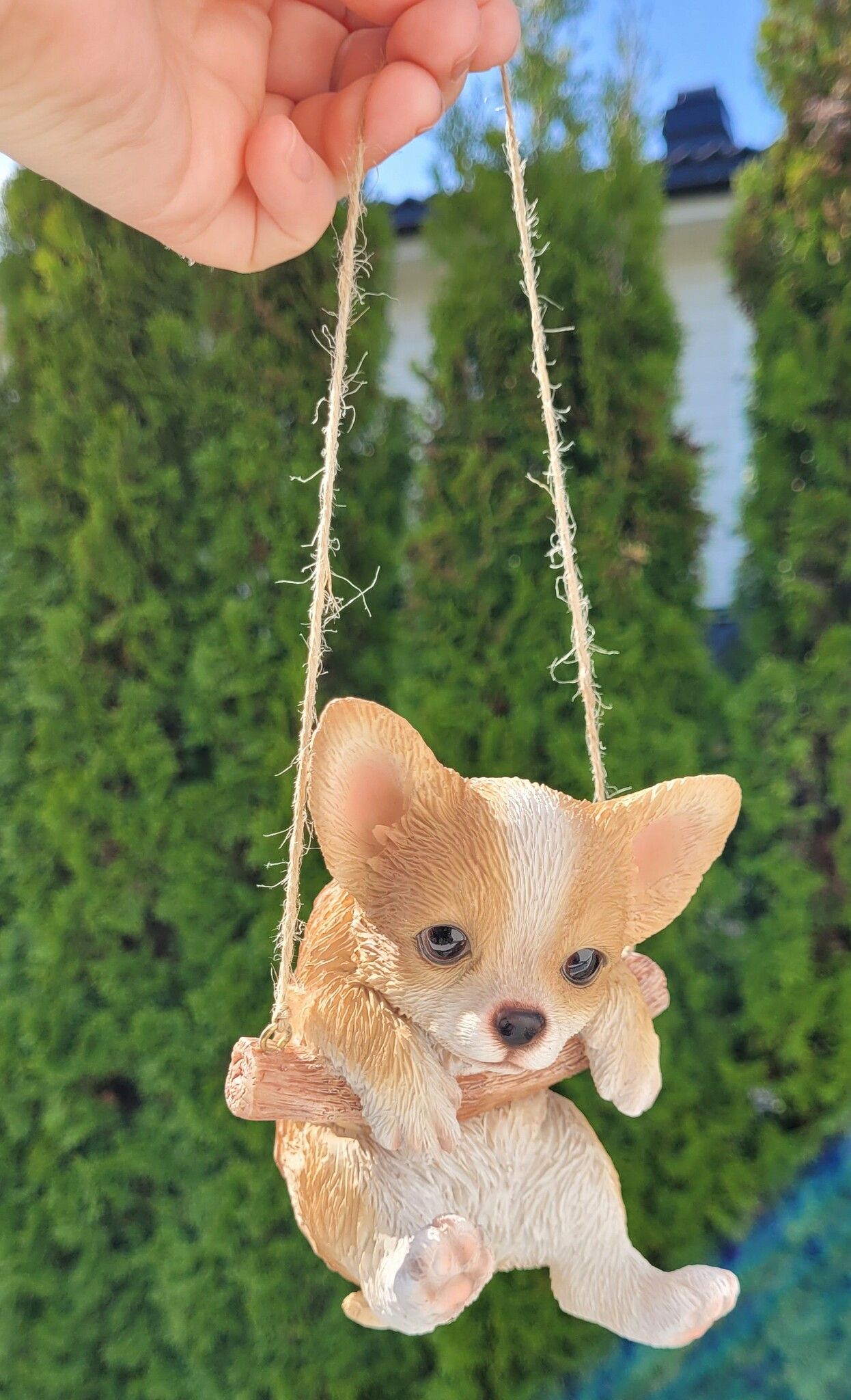 Chihuahua på huske