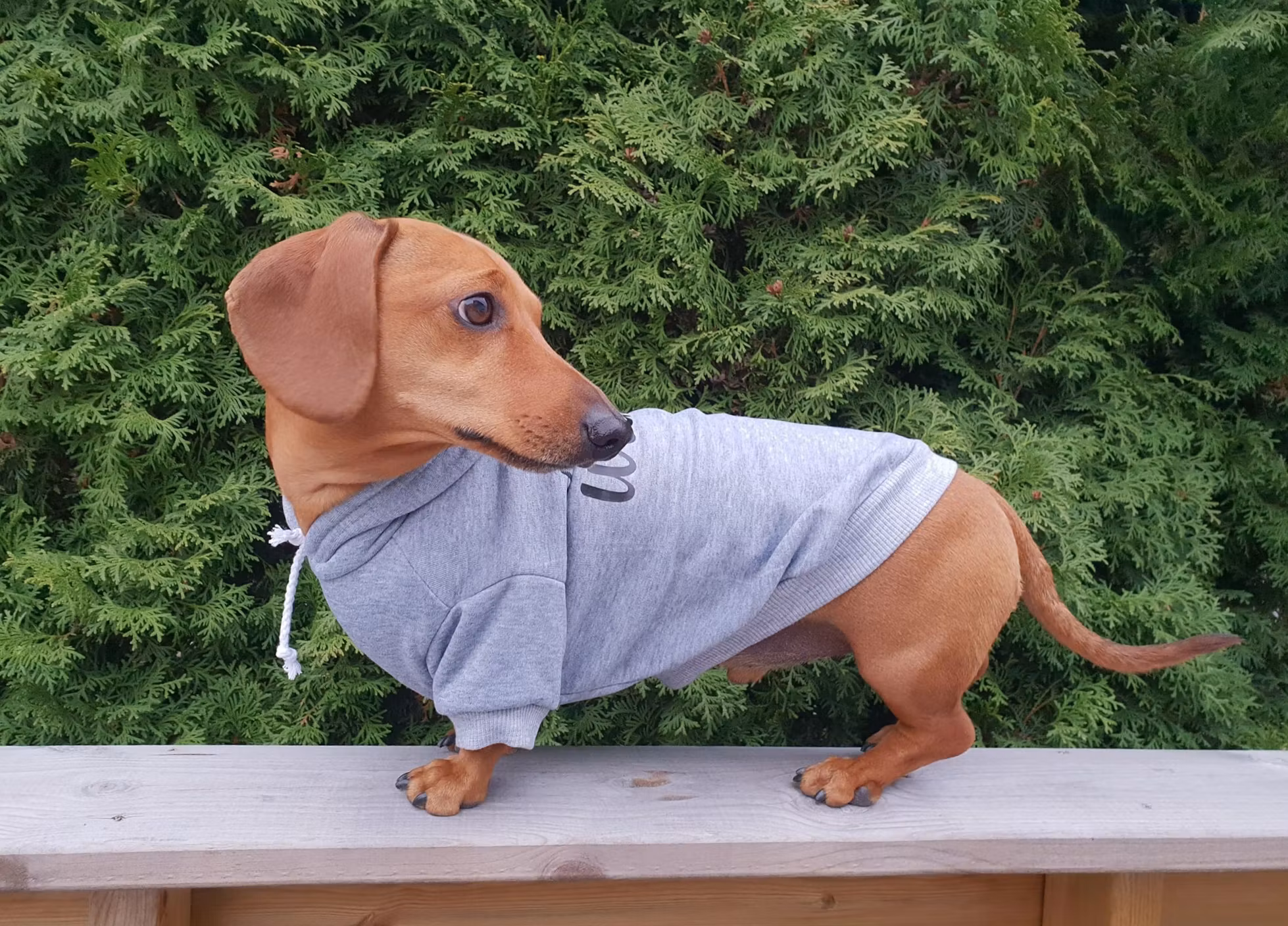 Hundegenser - Bitches Love Me