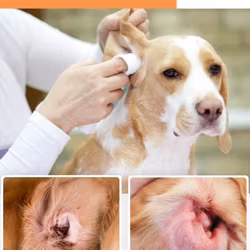 DogsLife Öronrengöring 50-pack