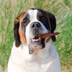 TassaFritt Hundgodis - Grisöra