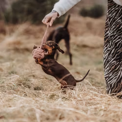 HUNTER Repleksak Inari