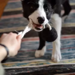 Kampleksak - 100 % svensk ull