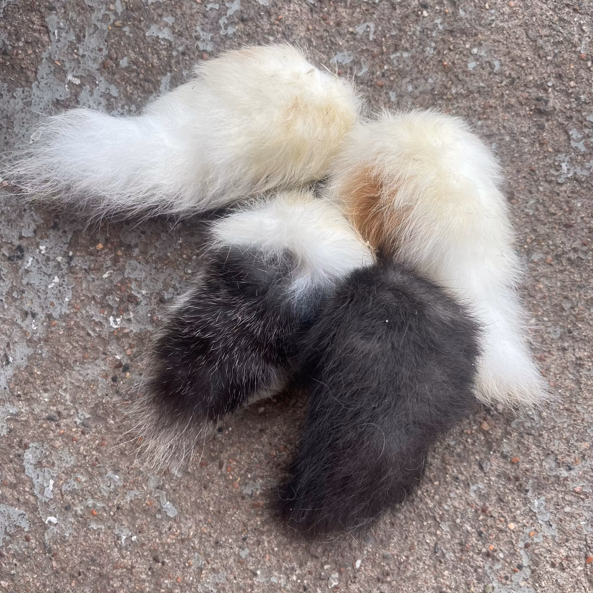 Kaninsvans Svensk - Spännande Leksak