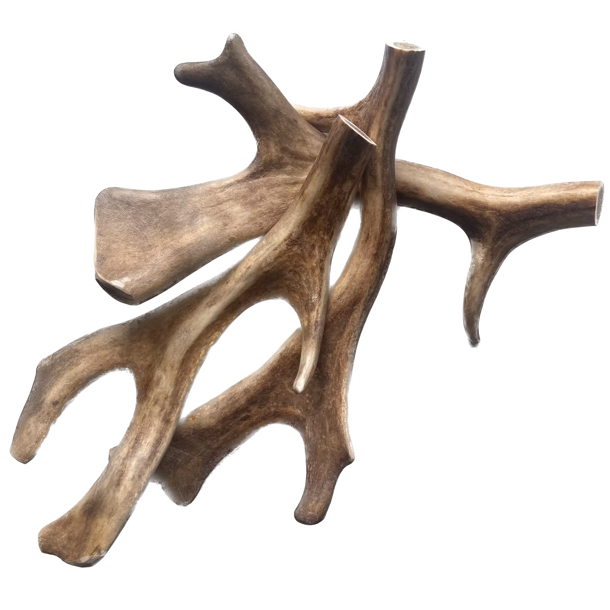 Naturligt Tugg - Hjorthorn L/XL