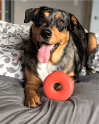 SodaPup Lifesaver Godisgömma