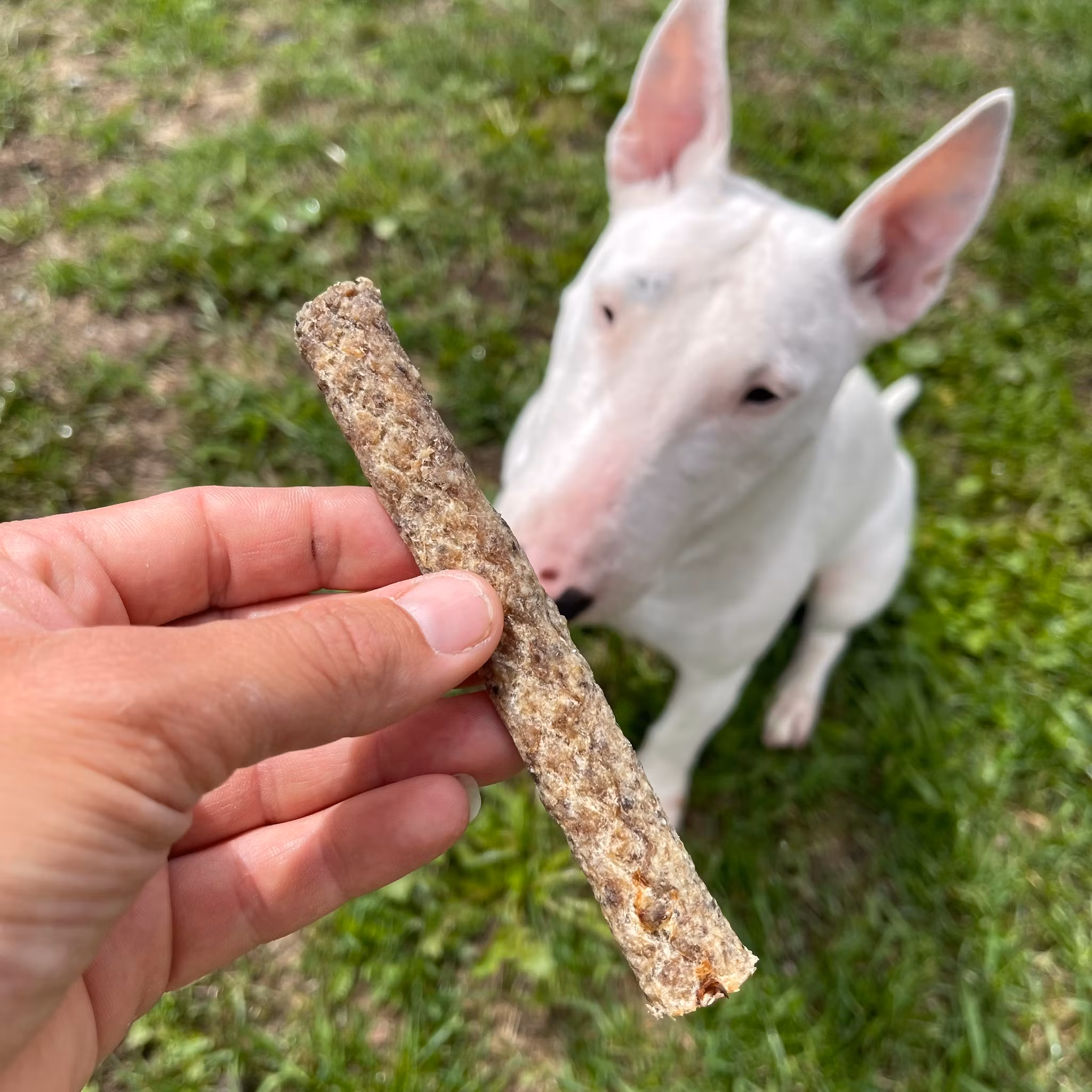 Tuggben RAUH! - BIM Belly Bom