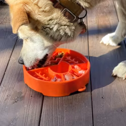 SodaPup Great Outdoors Slow Feeder