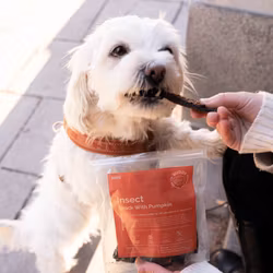 Buddy - Insektsfilé Med Pumpa
