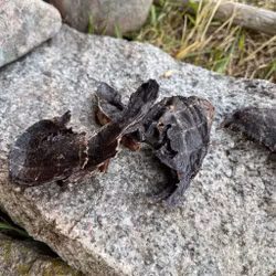 TassaFritt Hundgodis - Hjorthjärta