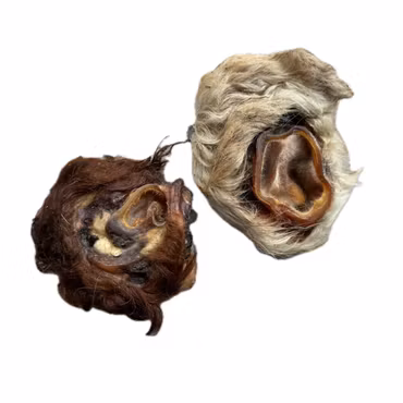 Naturligt Tugg - Öronsnäcka Nöt