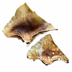 Torkad Fisk - Fena från Rocka