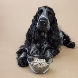 Alvar Hundgodis - Topper Fisk
