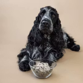 Alvar Hundgodis - Topper Fisk