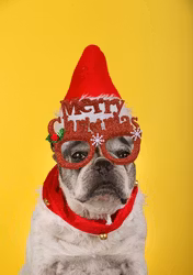 Julkalender till hund - Chewy Christmas