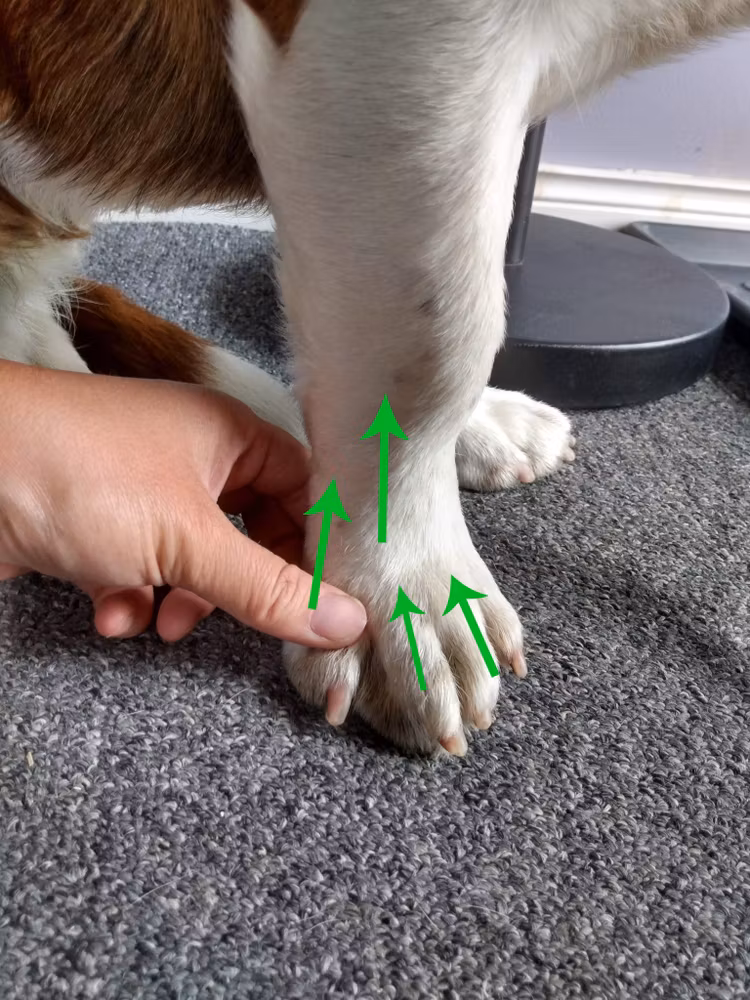 Distanskurs Lymfmassage på HUND