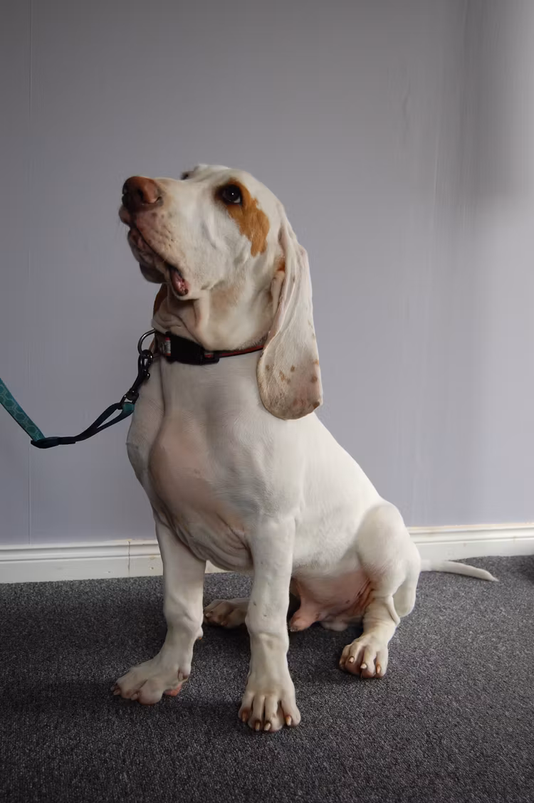 Distanskurs Lymfmassage på HUND