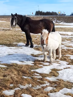 Mananalys med Oberon - HÄST