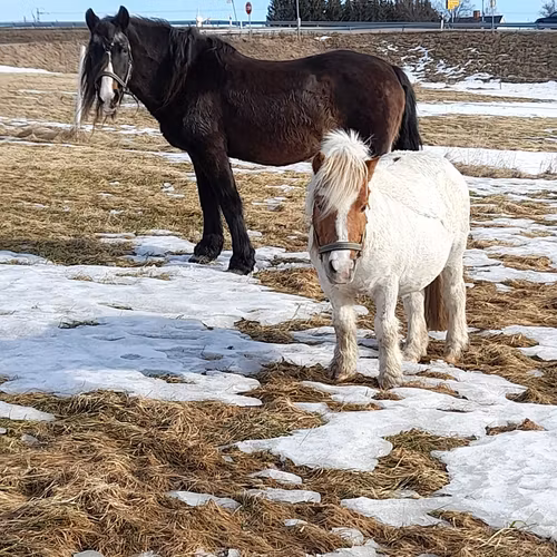 Mananalys med Oberon - HÄST