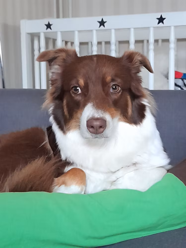 Pälsanalys med Oberon - Hund och Katt