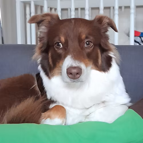 Pälsanalys med Oberon - Hund och Katt