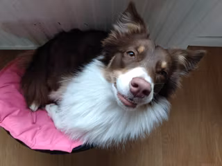 Pälsanalys med Oberon - Hund & katt