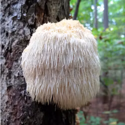 Lion’s Mane, Hundapoteket