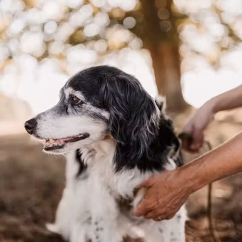 Seniorhundscoaching, 60 minuters videokonsultation • Digitalt stödmaterial ingår