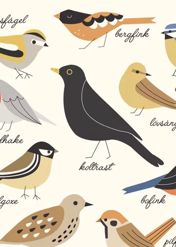 Swedish birds