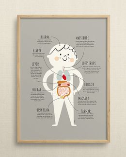 My body's anatomy