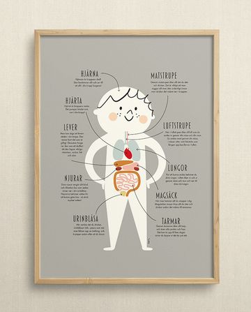 My body's anatomy