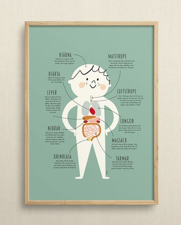 My body's anatomy