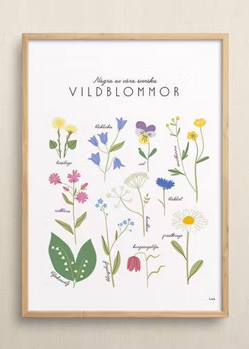 Vildblommor