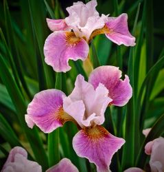 Iris sibirica 'Dance Ballerina Dance'