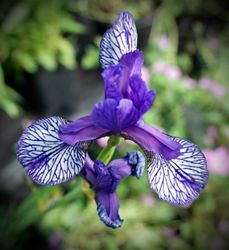Iris sibirica ' Flight of Butterflies'