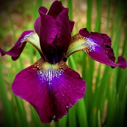 Iris sibirica 'Hubbard'