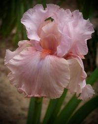 Iris germanica 'Blushing Pink'