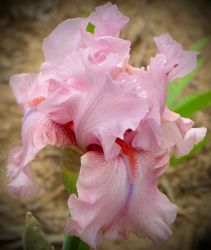 Iris germanica 'Blushing Pink'