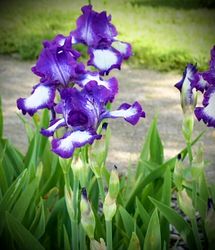 Iris germanica 'Loop the Loop'
