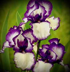 Iris germanica 'Loop the Loop'