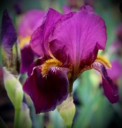 Iris germanica 'Senlac'