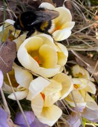 Krokus ´Cream Beauty´