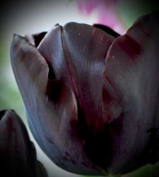 Tulpan ´Black Beauty´