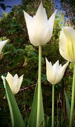 Tulpan ´White Triumphator´