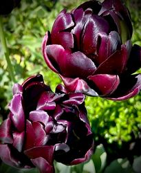 Tulpan ´Black Hero´