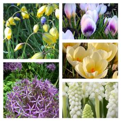 Lökpaket Bee Friendly