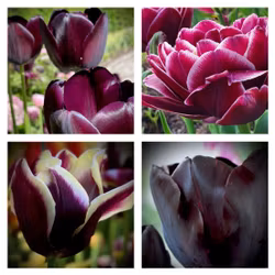 Lökpaket Dark Mystic